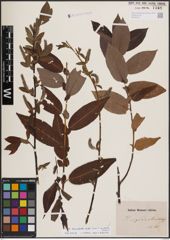 Foto von Salix eriocephala Michx.